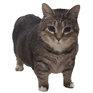 Top cat