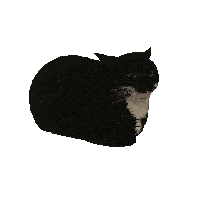 Left cat